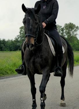 Donkerbruine merrie