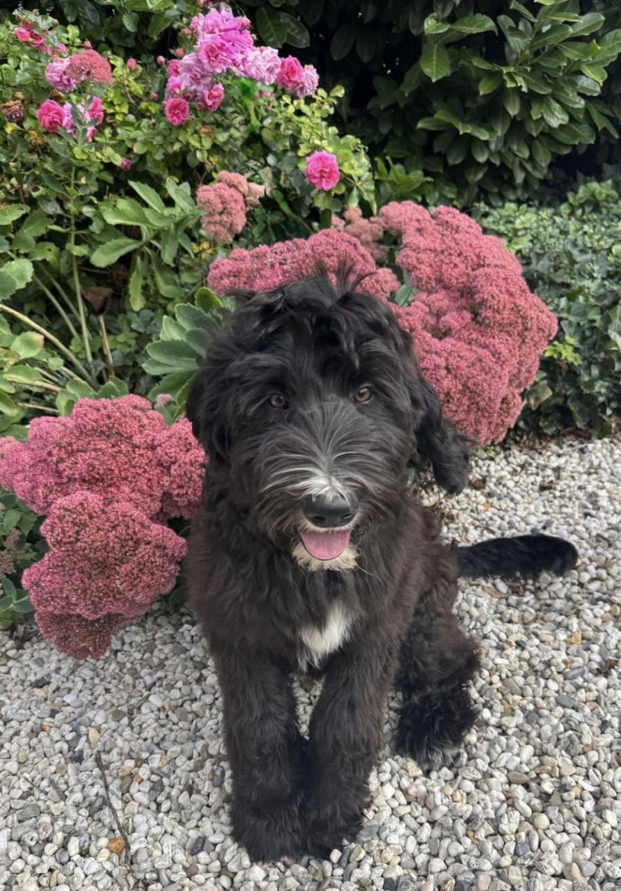 Labradoodle pups (standaard maat)