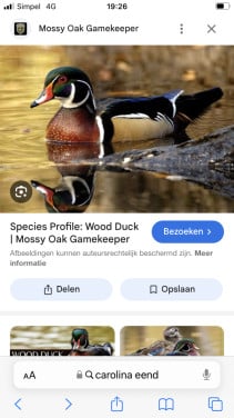 Jonge Carolina siereenden