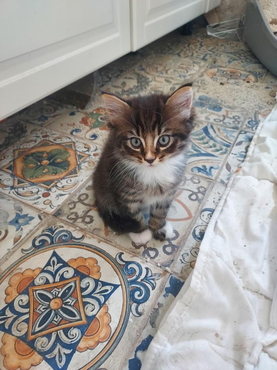 Kittens