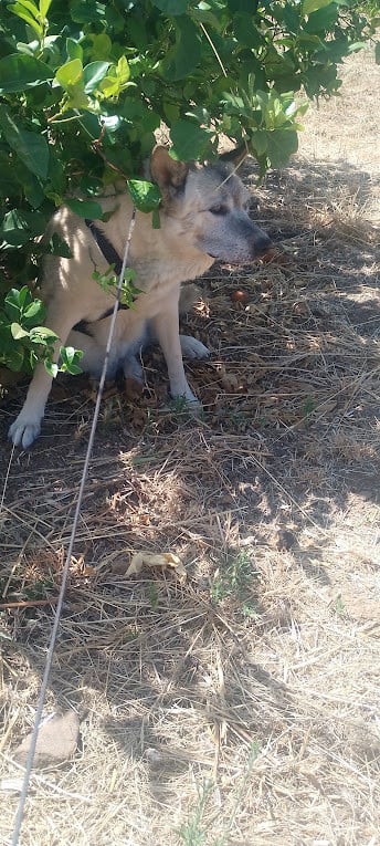 Alora Dog Rescue: Maria is het vertrouwen in de mens niet verloren