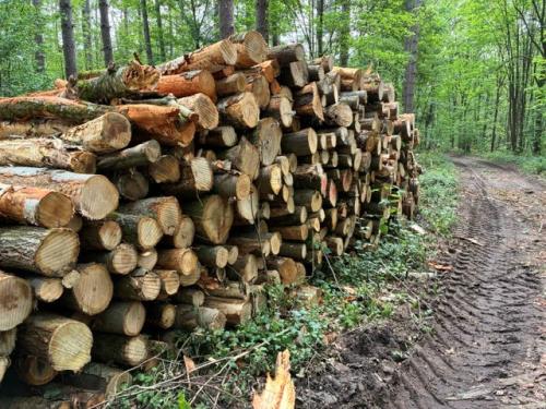 Openhaardhout/brandhout/kachelhout boomstammen
