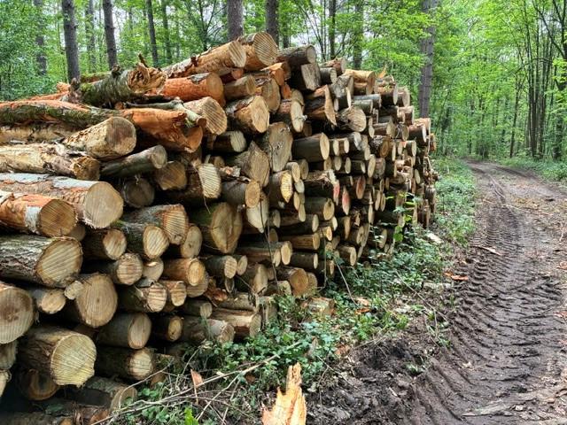 Openhaardhout/brandhout/kachelhout boomstammen