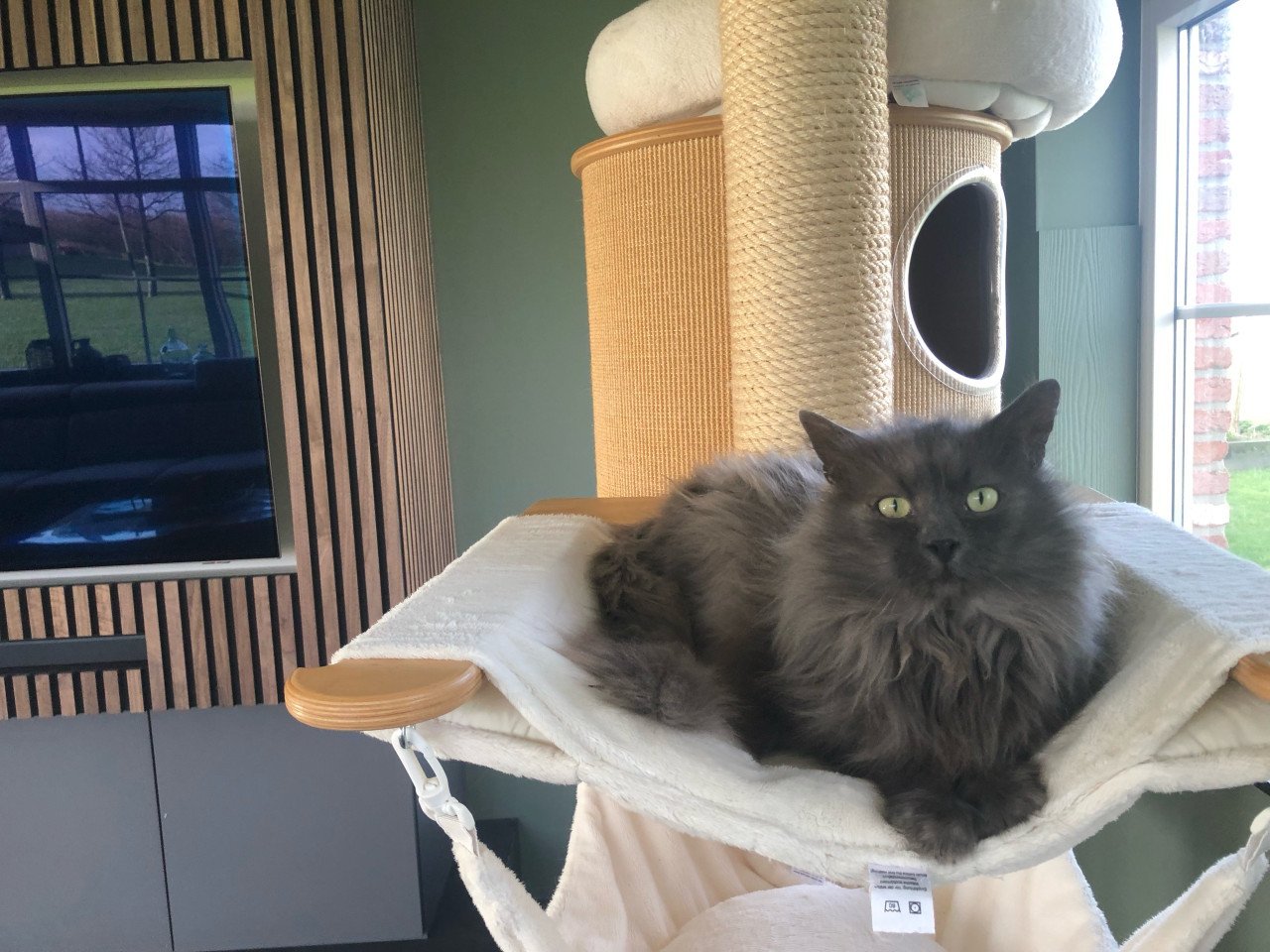 Super lief poesje Ragdoll x Nebelung poesje blauw / grijs