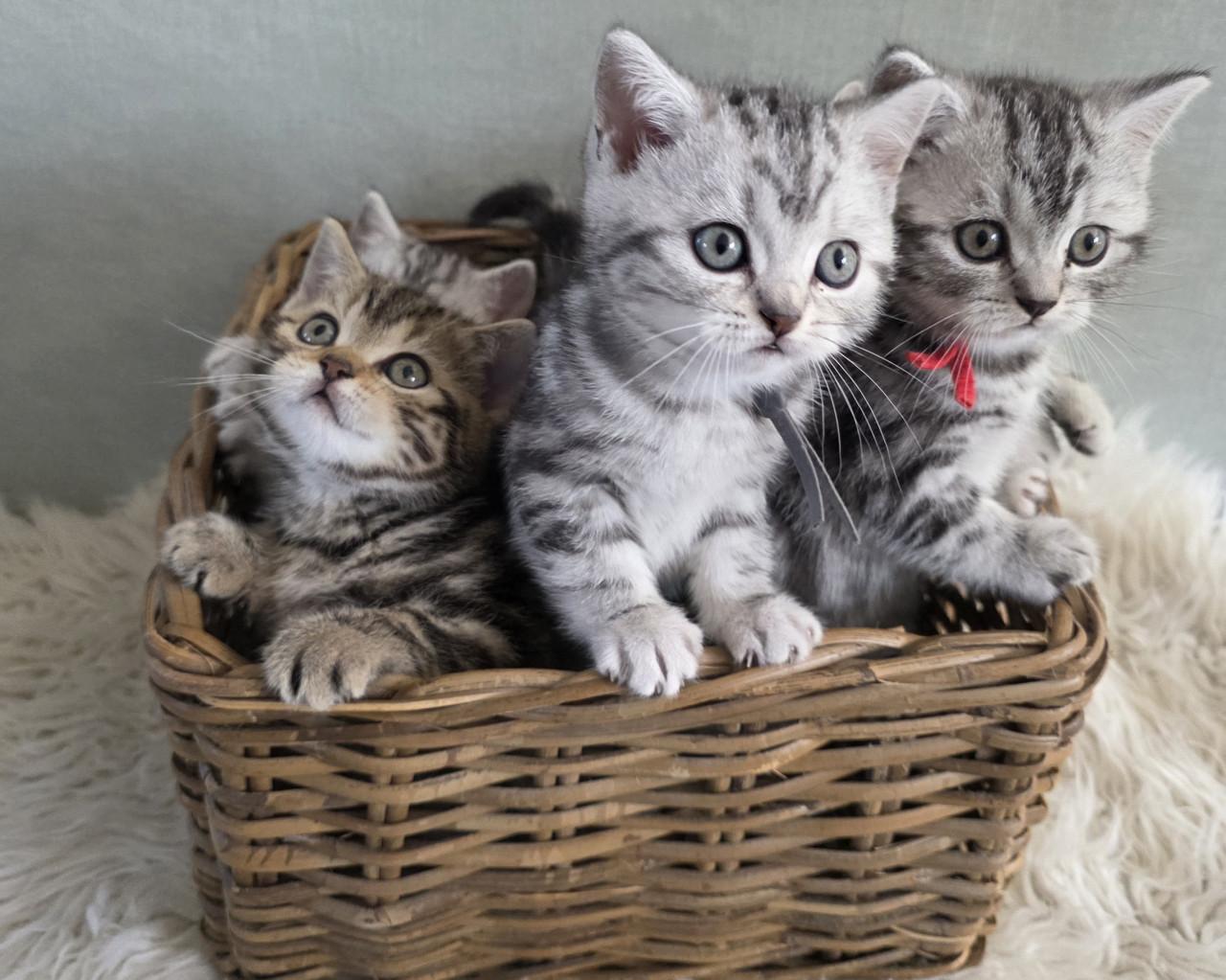 Brits korthaar kittens  (Whiskas)