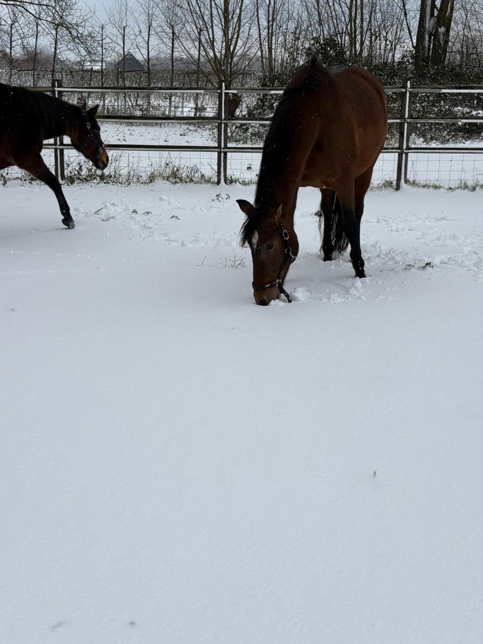 Mooie pre merrie te koop