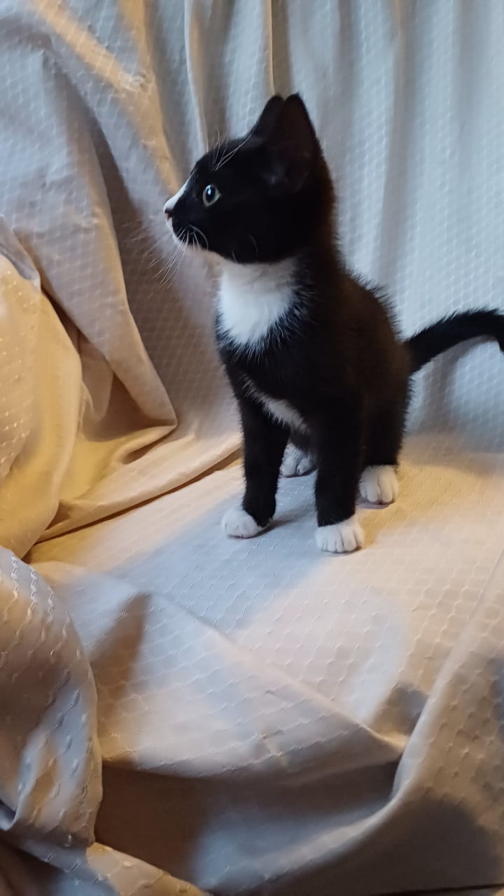 Lieve mooie kitten
