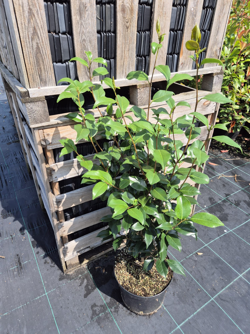 Camelia 'Nuccio's Pearl' 80-100 cm