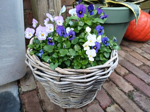 Breng wat KLEUR aan in je HERFSTTUIN! MAND gevuld met VIOLEN