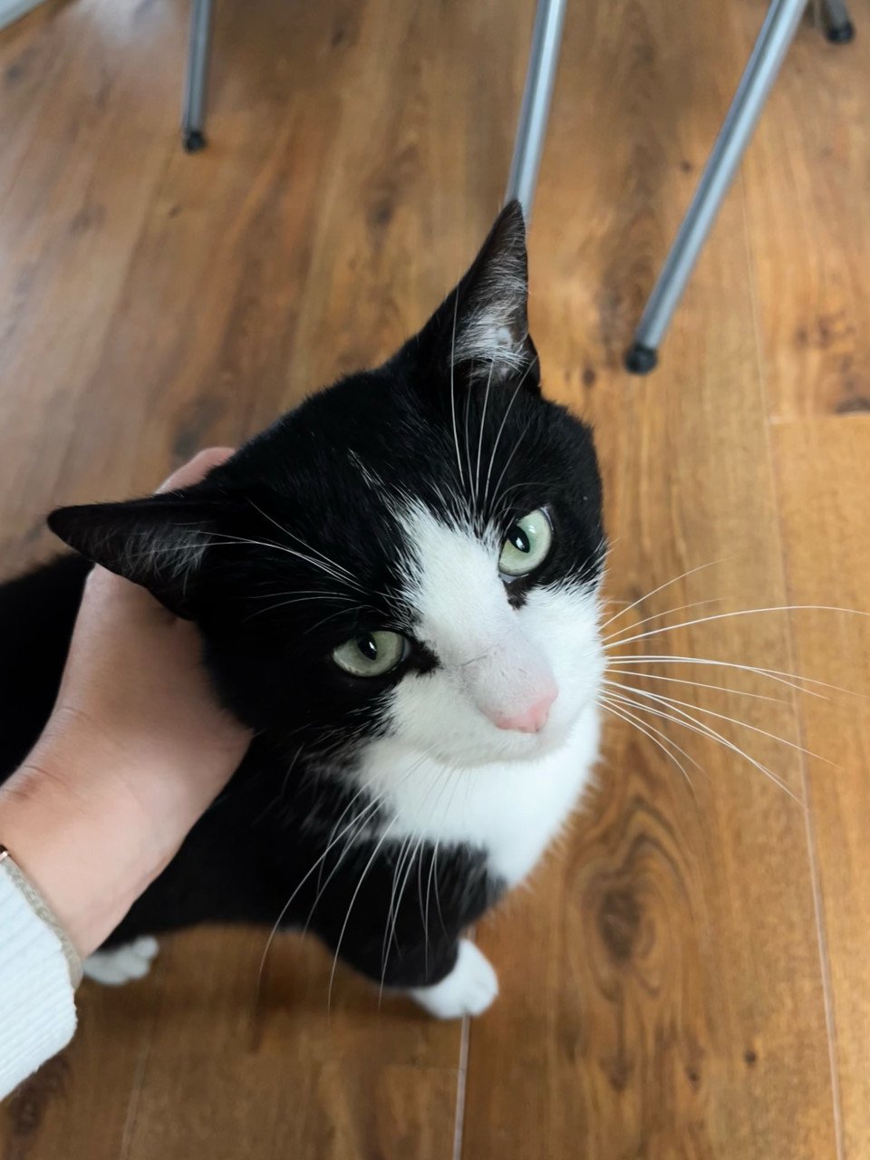 Felix de kat