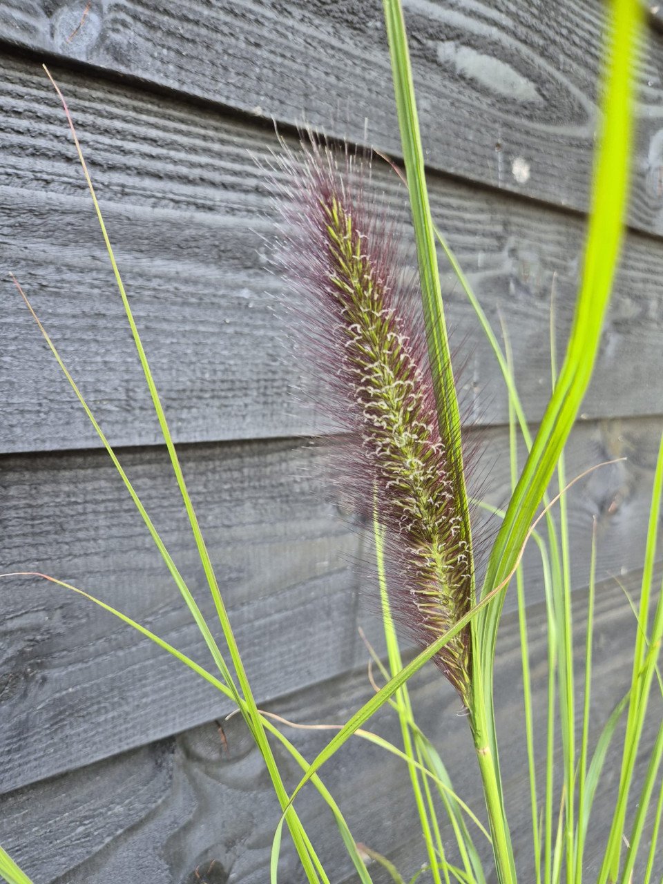 Lampenpoetsersgras 'Red Head'