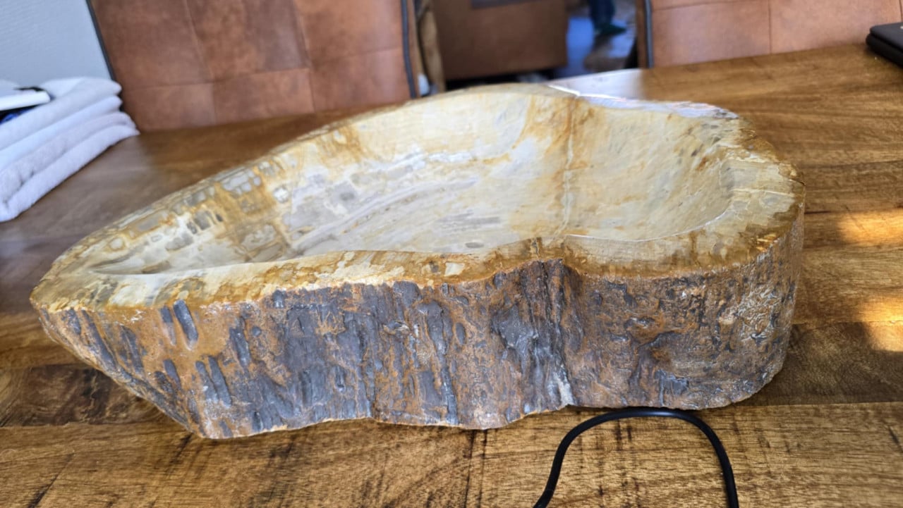 Schaal van versteend hout