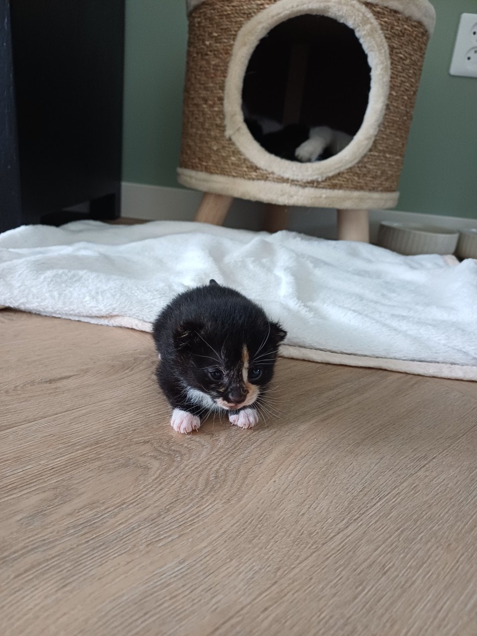 Kittens