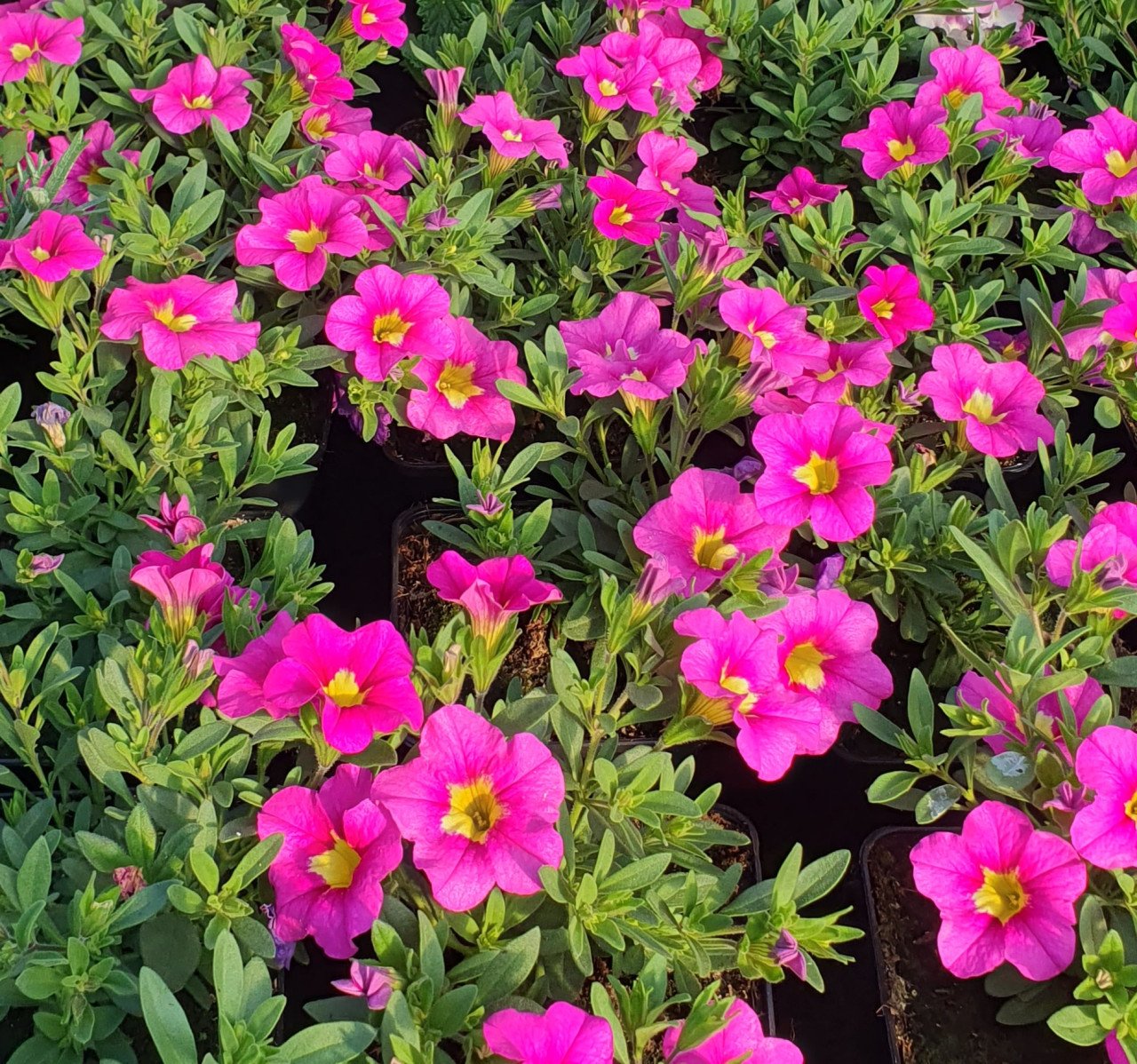 TUINPLANTEN Oudelande