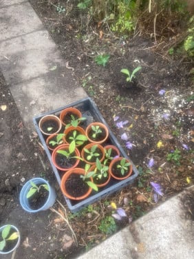 Artisjok plantjes