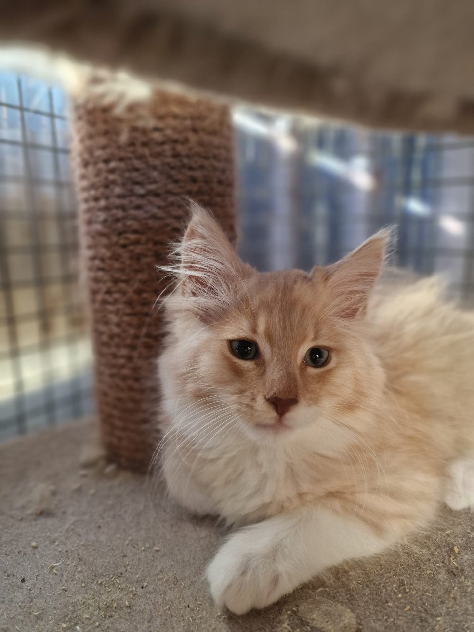 Te koop mooie lieve stoere Maine Coon katertje