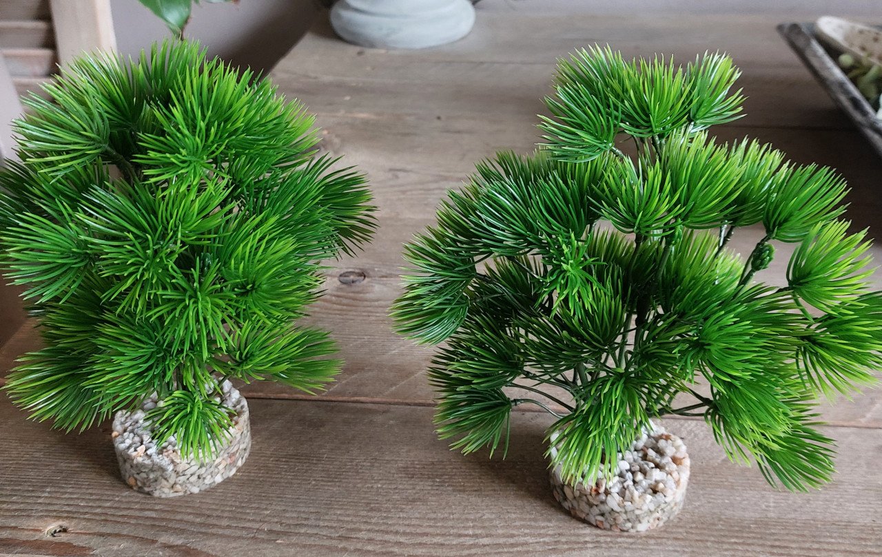 2 mooie  bonsai voor aquarium