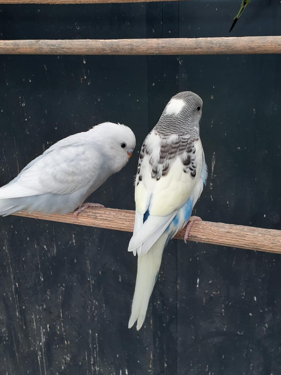 Diverse kleuren jonge grasparkieten