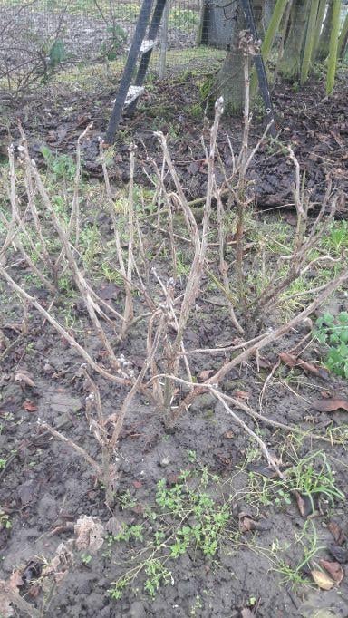 Bramenplanten, bessenstekken, druivenstekken, druivenplanten