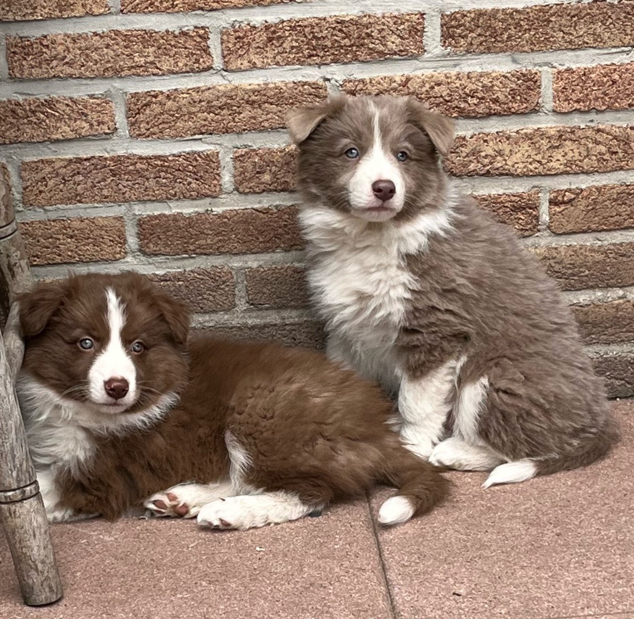 Border collie puppies