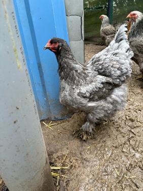 Brahma blauw hen groot