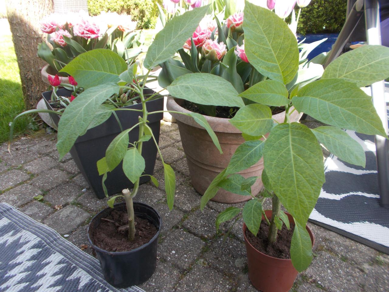 BRUGMANSIA /  Engelen trompetbloem planten