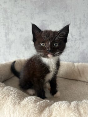 Kittens+ mama tekoop