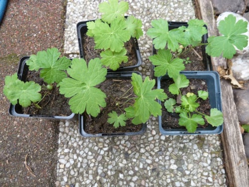 Wilde geranium