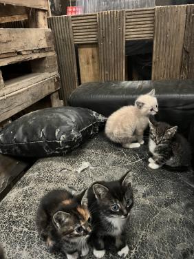 Leuke kittens