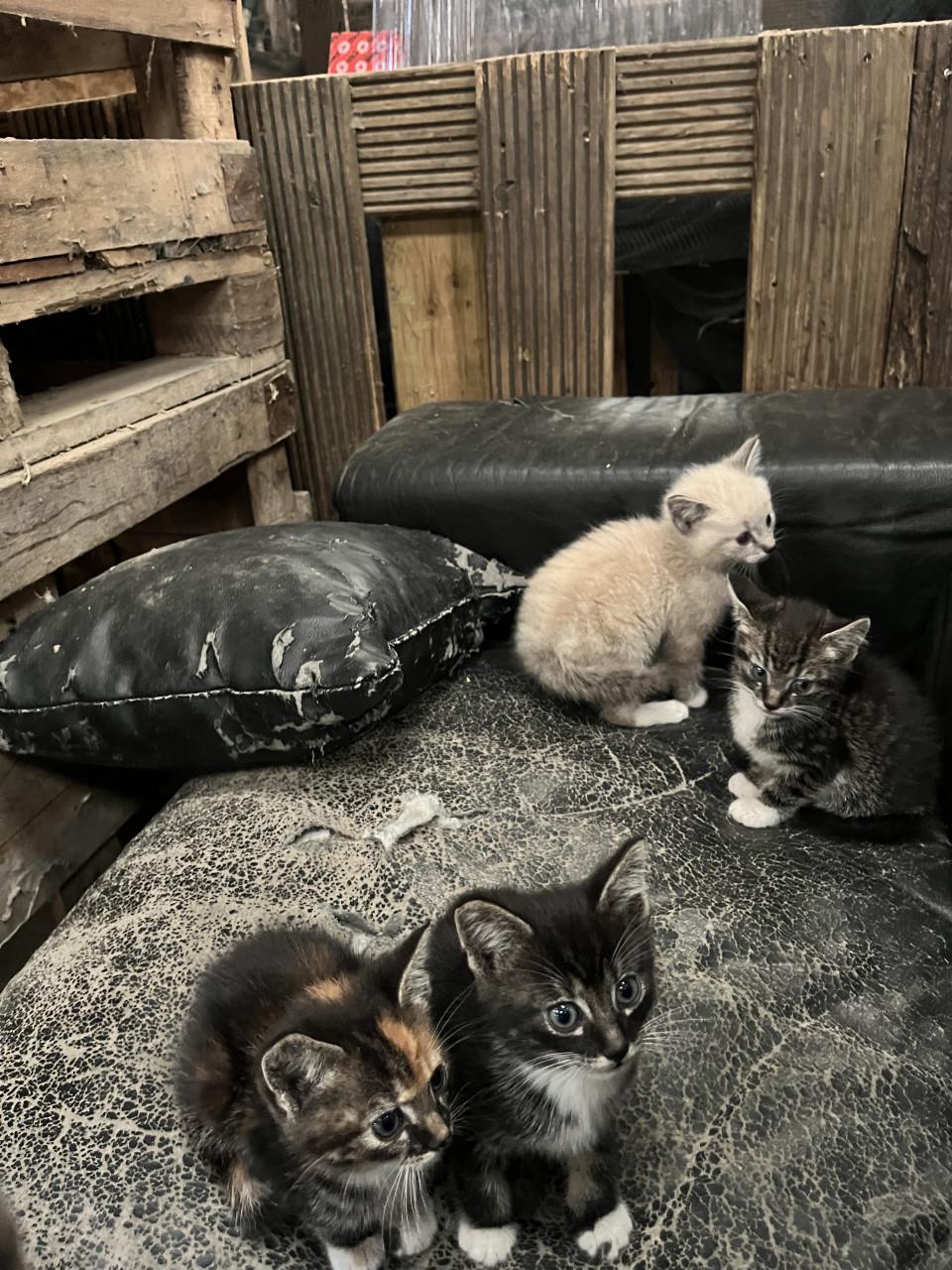Leuke kittens