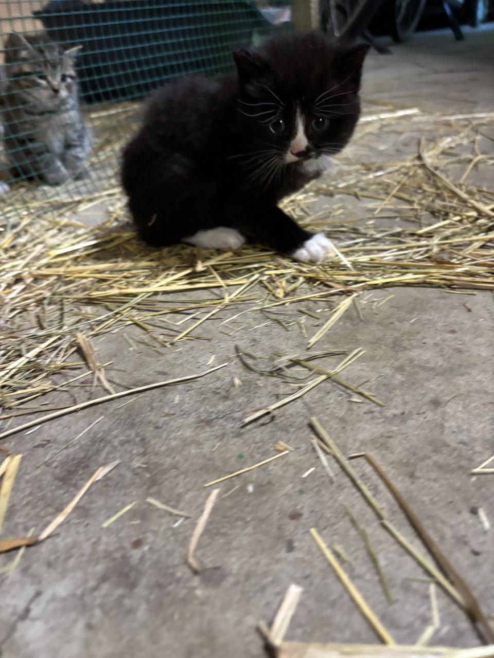 4 boerderij kittens