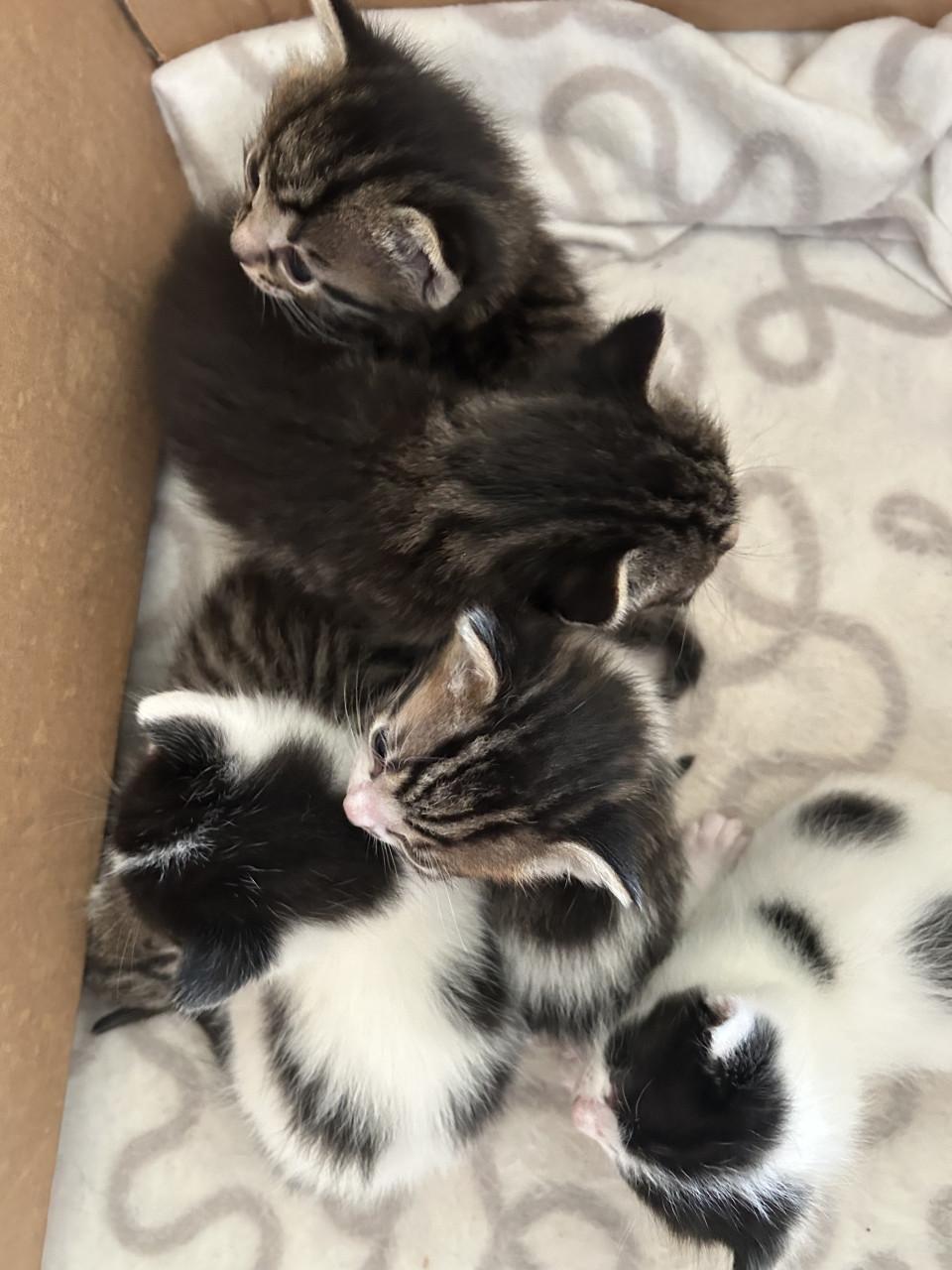 Prachtige kittens 😻