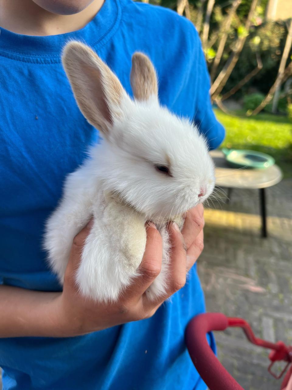 Jonge franse hangoren