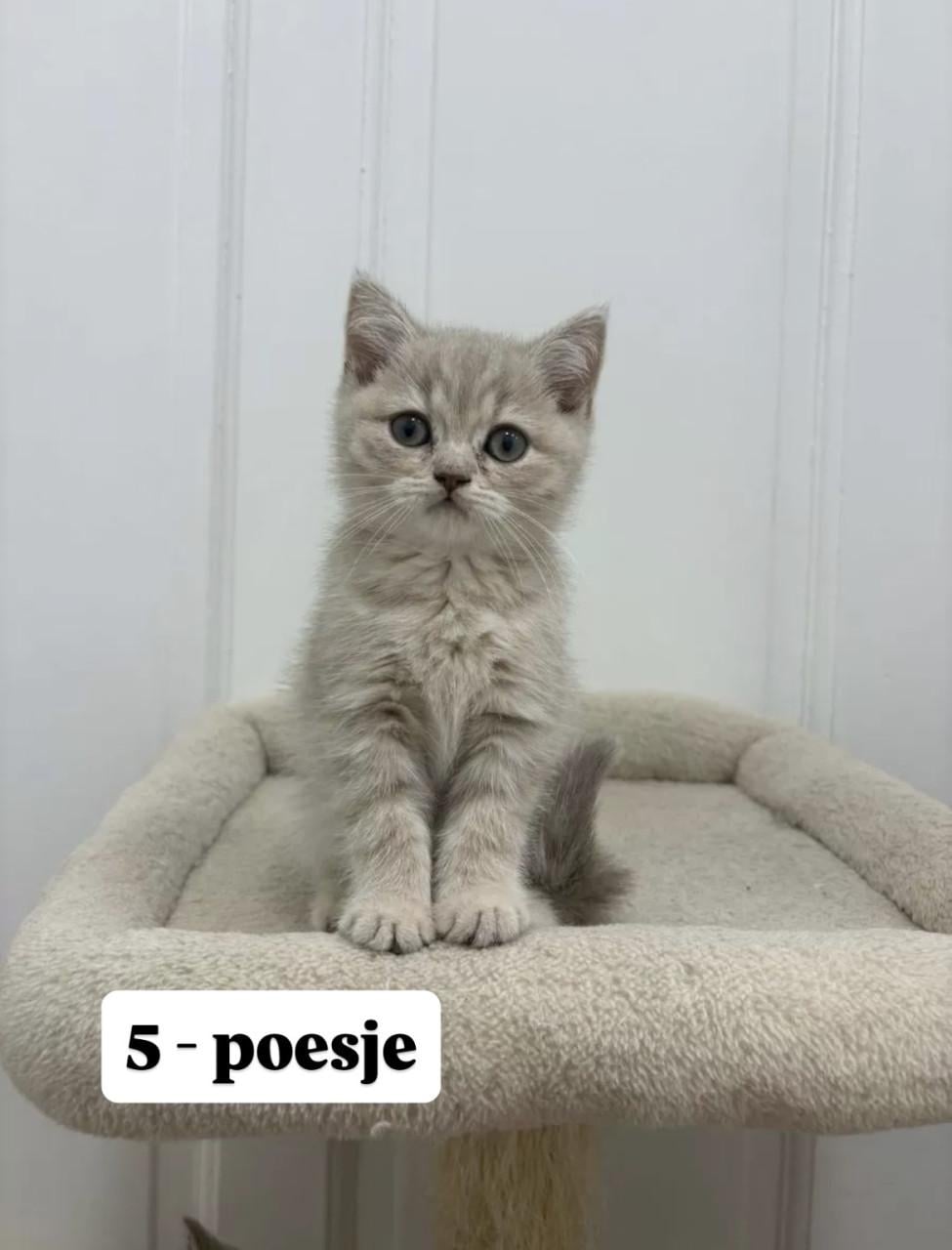 Britse korthaar kittens (nog 2 beschikbaar)