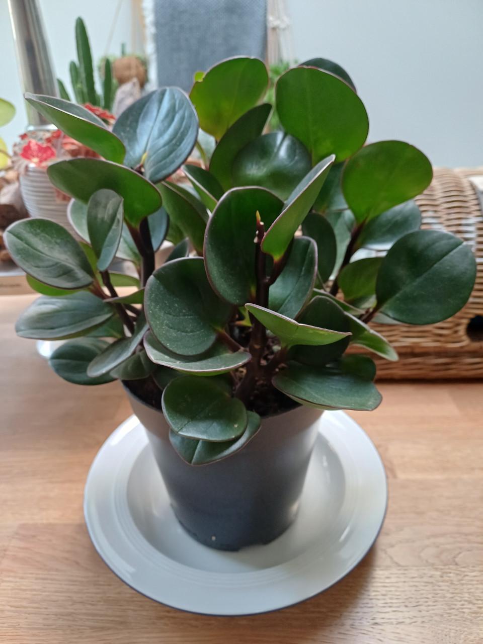 Glazen PLANCHET/PLANK + bevestigingsclips met GRATIS PLANT!