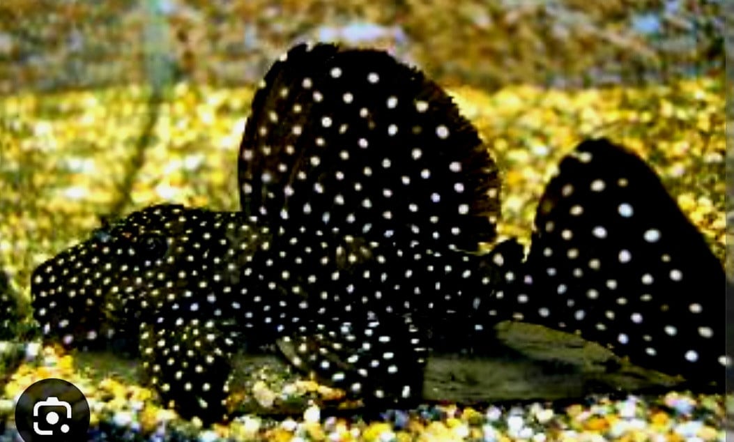 2 schitterende L240 pleco