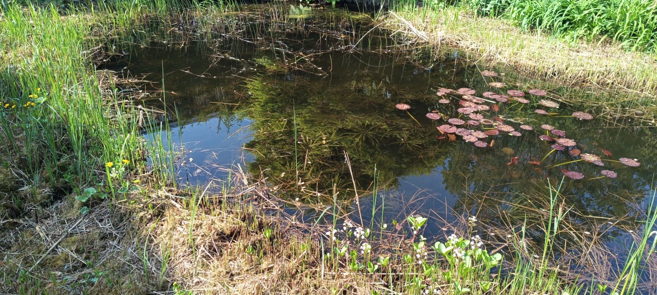Mooie zuurstofplant voor in de vijver aangeboden, inheemse Krabbescheer.