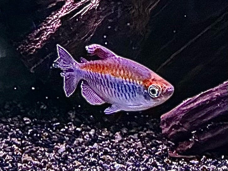 Congo zalmen