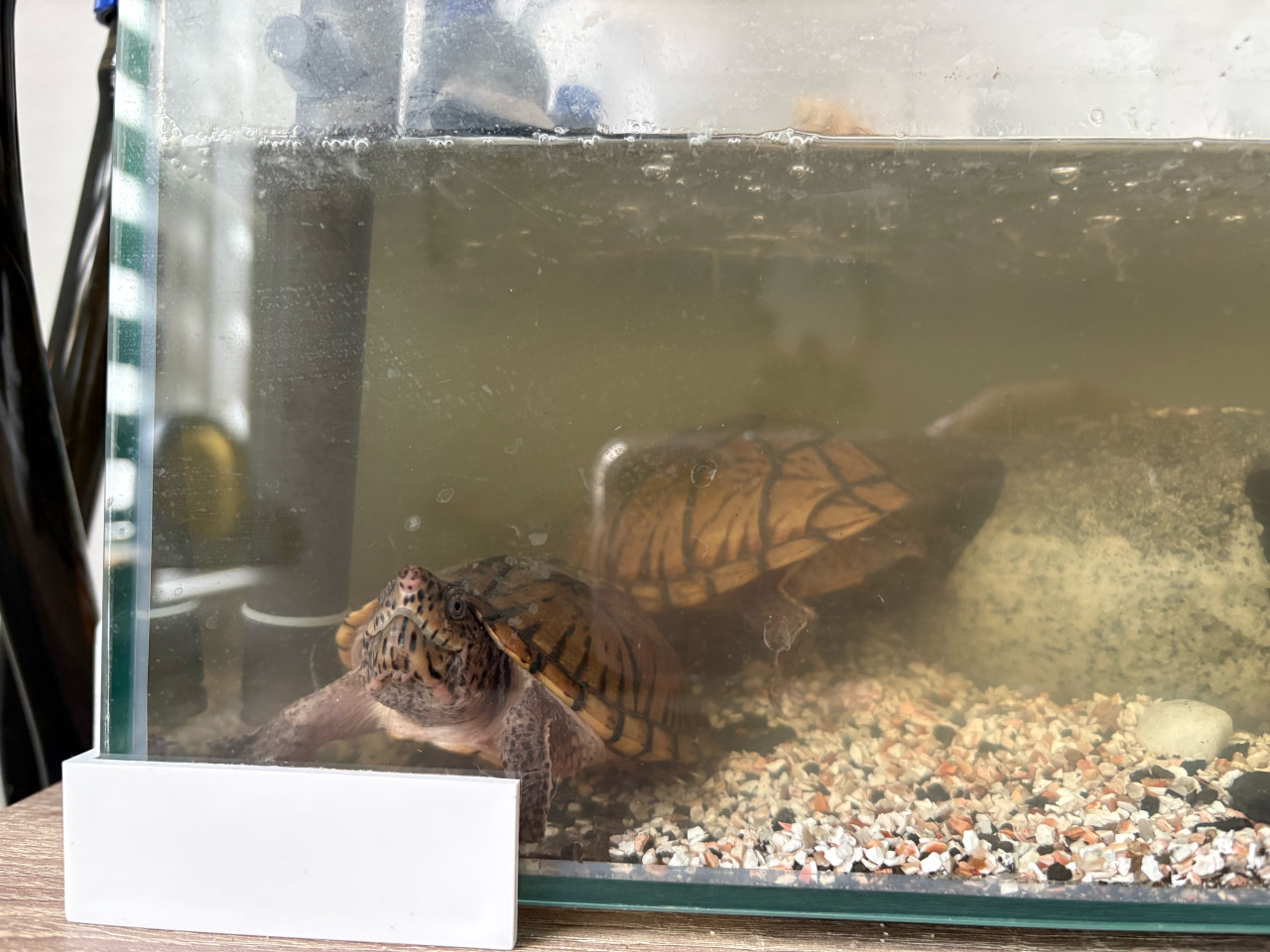 Aquarium incl waterschildpadde