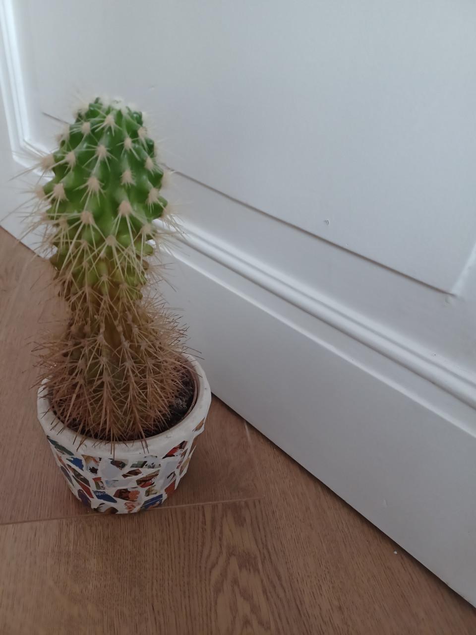 Cactus