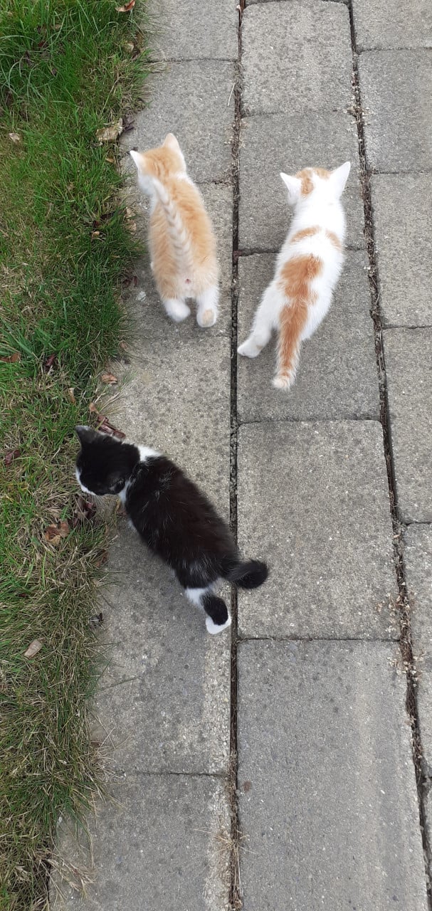 Kittens