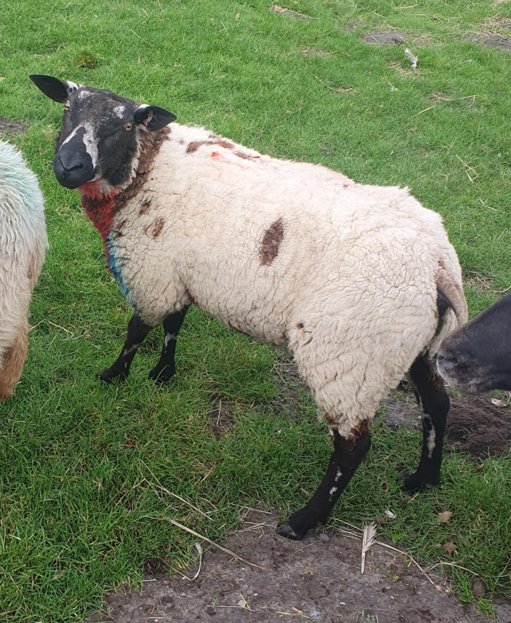 Schaap schapen ram rammen Bont Texelaar of swifter