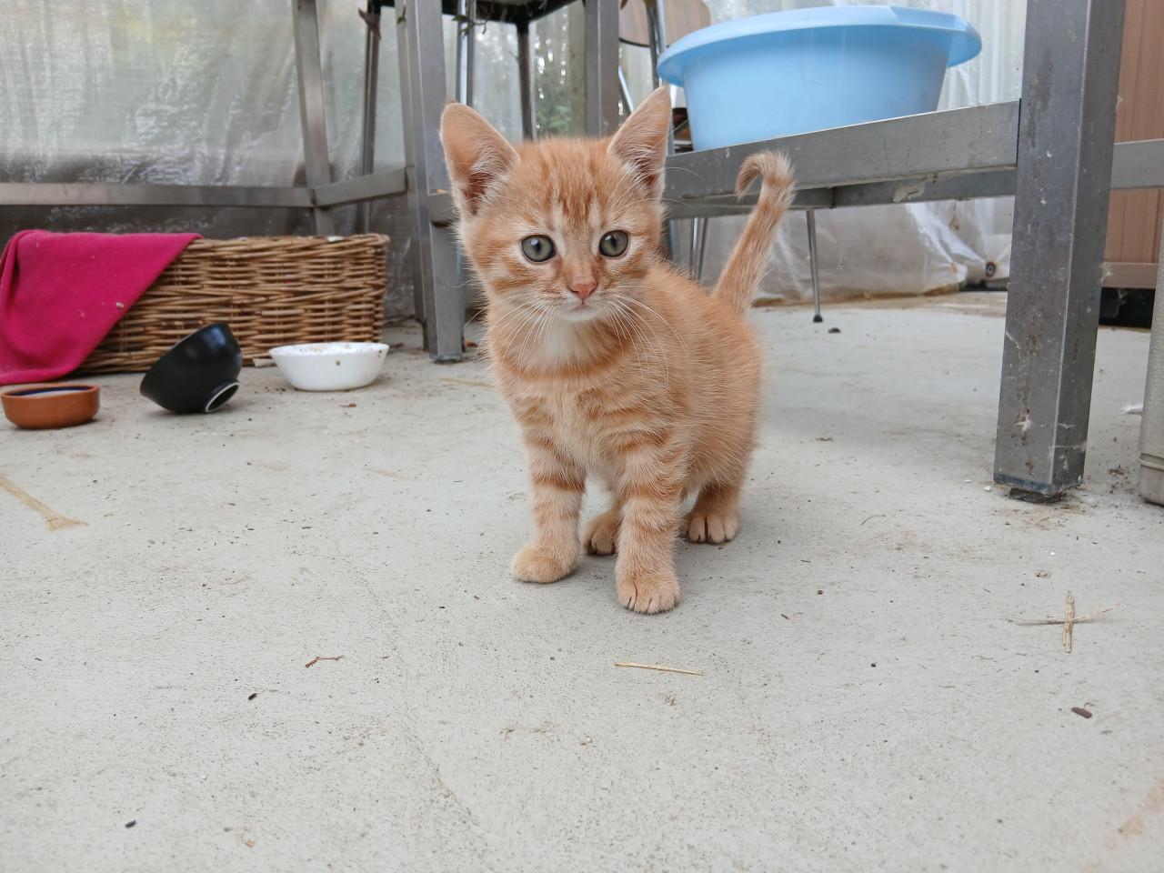 Kittens