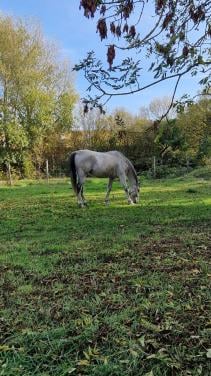 Franse Volbloed ruin te koop