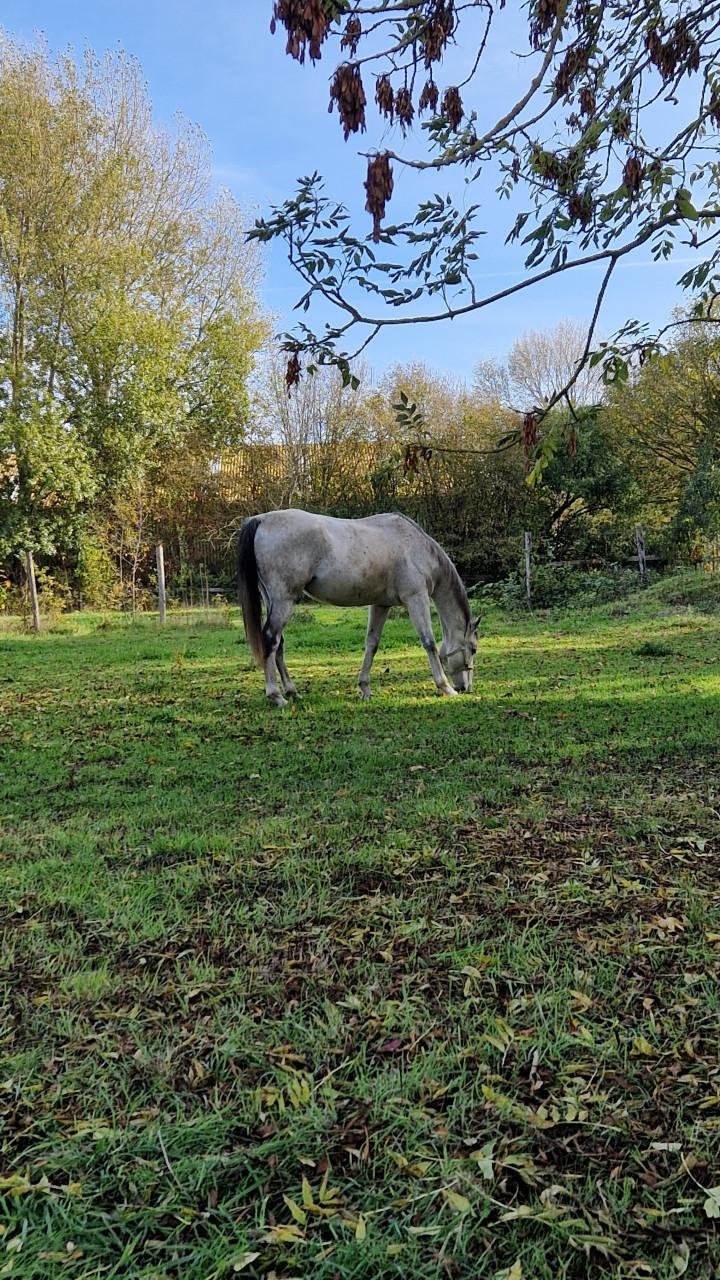 Franse Volbloed ruin te koop