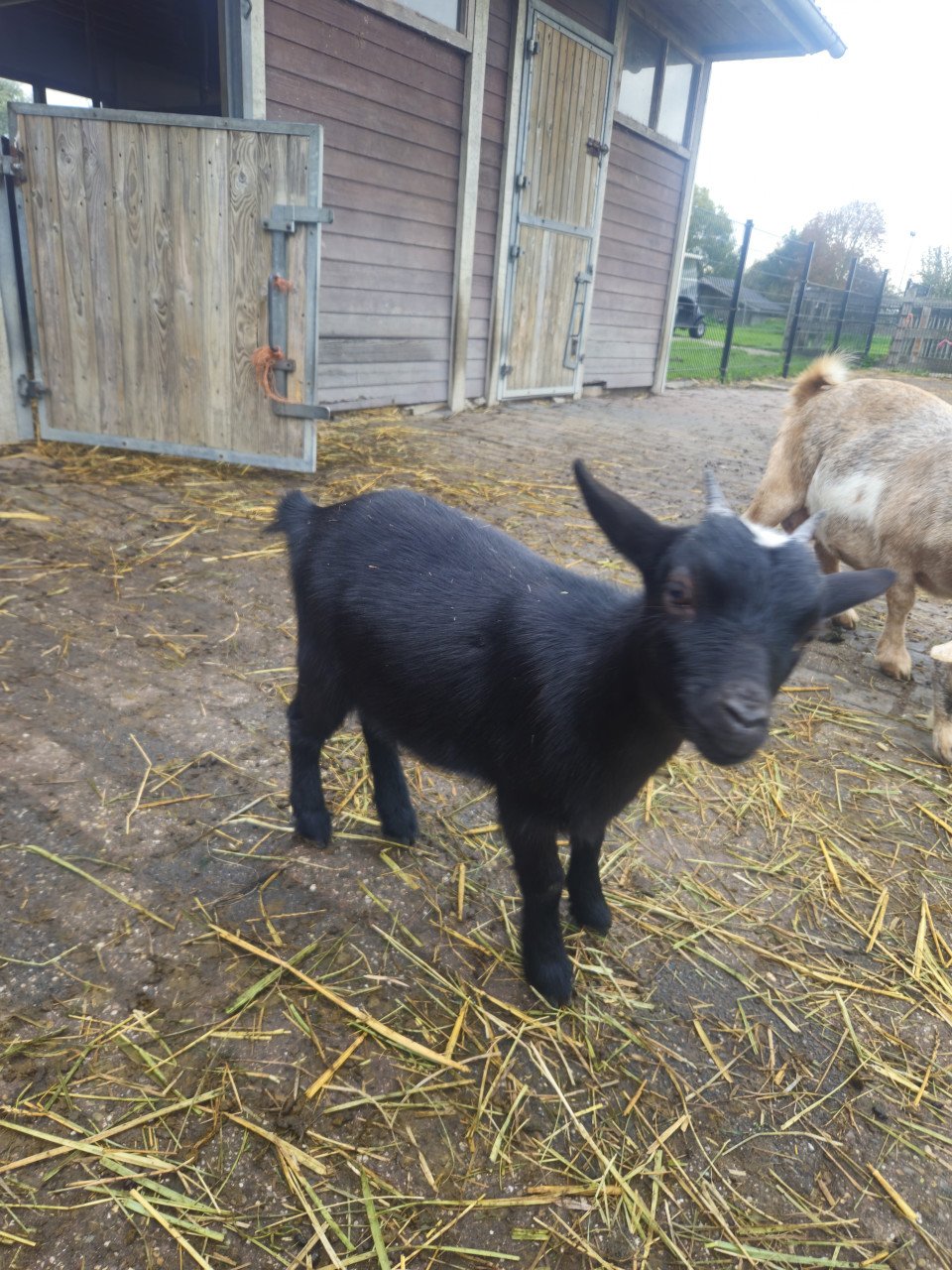 Onze lieve geitjes zoeken een nieuw thuis!