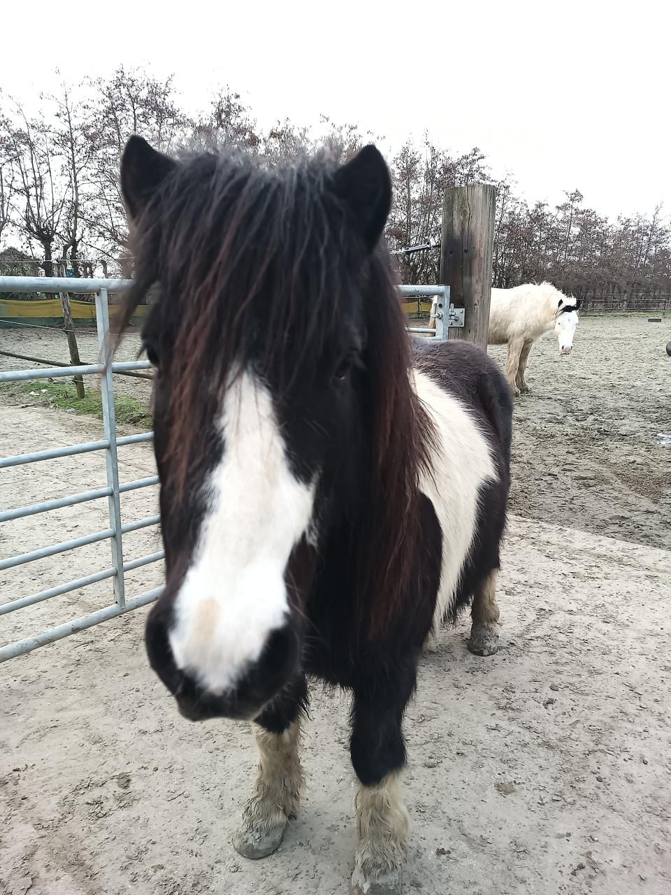 Mooi shetlander ruin