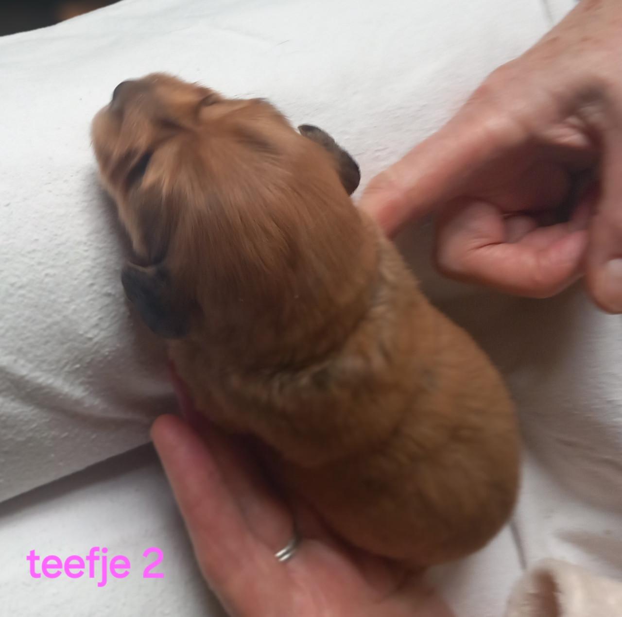 Langhaar teckel puppies