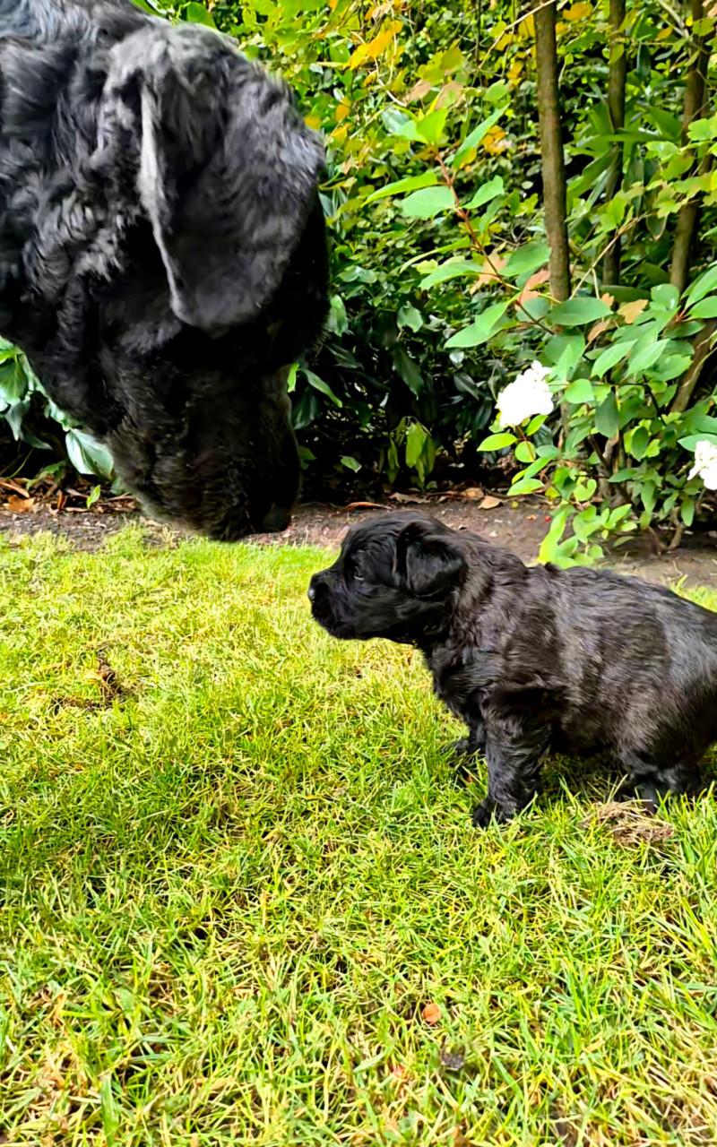 Bouvier pup