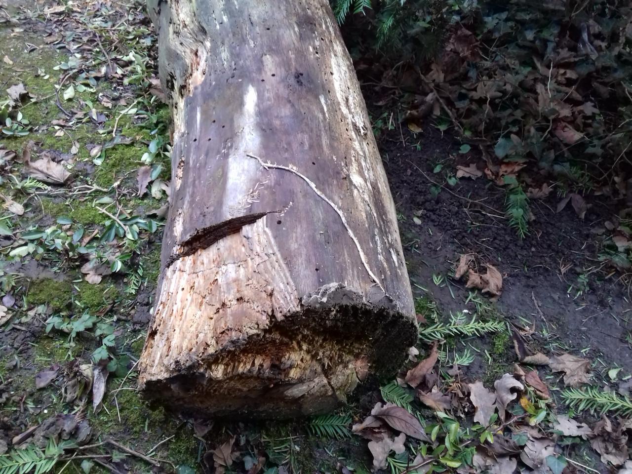 Boomstam 33 x 175 cm